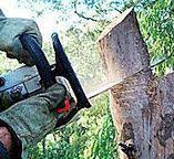 Best Tree Cabling and Bracing  in Loveland, CO